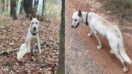 Great Dane Mom In Michigan Melts Hearts By Expanding Her Family In An Unexpected Way