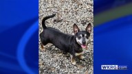 Pet of the Week: Shorty needs a home