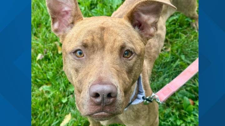 Meet Delilah, a regal lady in search of her forever home: Ready Pet GO!