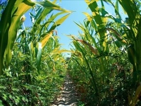 Pilot walks away from crop-spraying plane crash near Horace