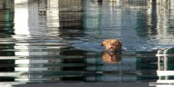 Organization who returned thousands of pets after Hurricane Katrina reflects on work done over 20 years
