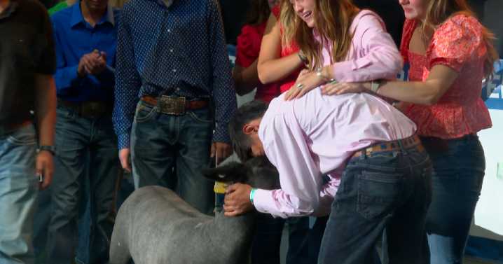 Community supports grieving teen rancher at Colorado State Fair junior livestock auction, $45K steer sold