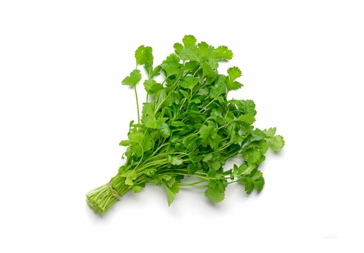 Do you like cilantro?