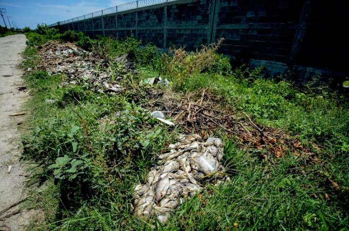 Muerte masiva de peces agrava crisis en Laguna de Tres Palos, en Acapulco