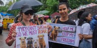 Corte Suprema de India ordena liberar a los perros callejeros retirados de Nueva Delhi