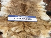 Con arraigo nacional quedó exembajador formalizado por contrabando: 16 pieles disecadas fueron halladas en San Antonio