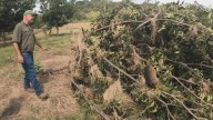 Resiliency in the Roots: San Saba family recovers pecan orchard after flood