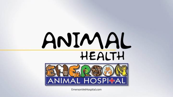Animal Health (Wizer)
