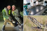 Florida man captures 87 invasive pythons, awarded $1,000 through state incentive system