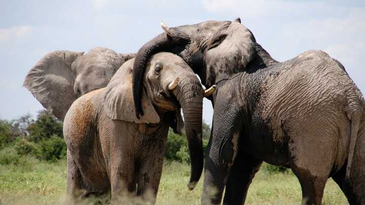 Un turista español le da cerveza a un elefante en Kenia y desata las críticas en redes sociales