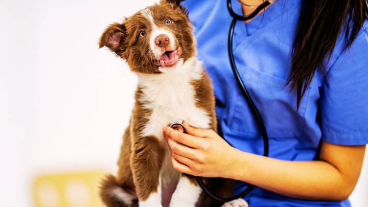 N.J. opens 1st veterinary school as Rowan University launches new program