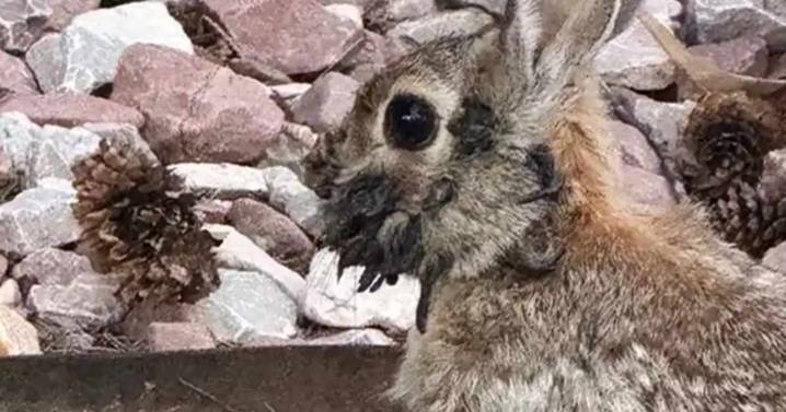 Conejos y ciervos con extrañas protuberancias: el misterio detrás de esta plaga en Estados Unidos