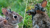 ¿Conejos de Frankenstein? Hallan animales con “cuernos” y esta es la razón
