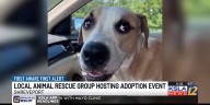 The Mutt House discusses difficulties animal rescue groups face in Shreveport