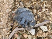 Strange bundle found at Silver Lake reservoir reveals mystery that may never be solved