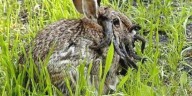 Cuál es el virus que explica el fenómeno de los conejos con tentáculos raros en Estados Unidos
