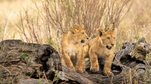 40+ Perfectly Fierce Baby Names for Your Little Leo
