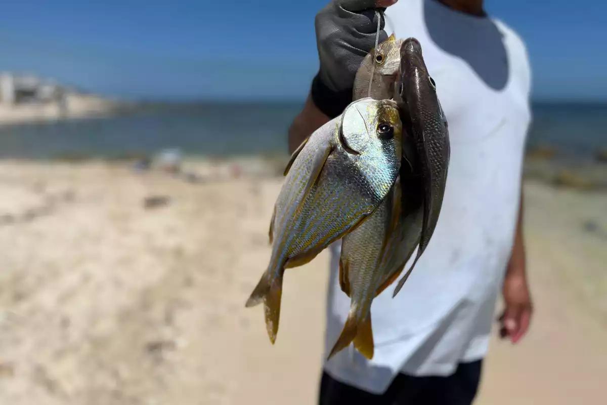 Alertan en Yucatán por intoxicaciones graves tras consumo de mariscos contaminados