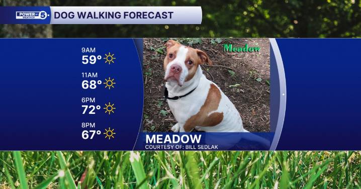 Your August 31 dog walking forecast