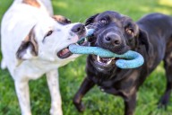Most-Popular Dog Names in the US Revealed