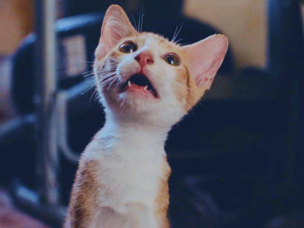 Cat Video Fest is now playing in movie theaters