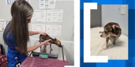 18 dogs abandoned near Goose Creek intersection, $2,500 reward for information