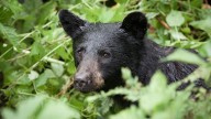 FWC approves Florida's first black bear hunt in a decade, sets up future hunts