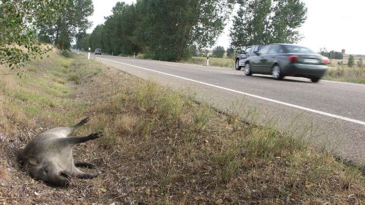 Una motorista resulta herida muy grave tras chocar contra un jabalí en Tarazona