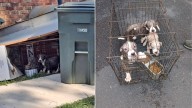 Heartbreak As Timid Puppies From Tennessee Were Placed In A Crate And Dumped In Trash