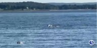 Dolphins spotted in Old Saybrook
