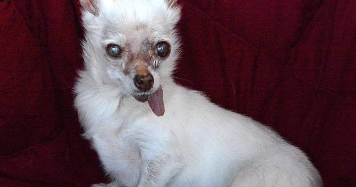 Tucson's Nezumi competes in World’s Ugliest Dog Contest