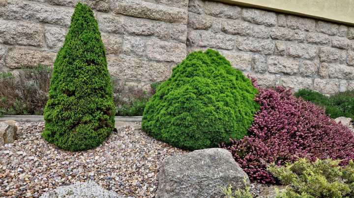 13 Plants You Shouldn't Surround With Gravel