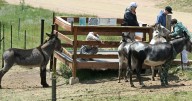 Donkeys on a diet: Cripple Creek donkeys work to combat weight gain