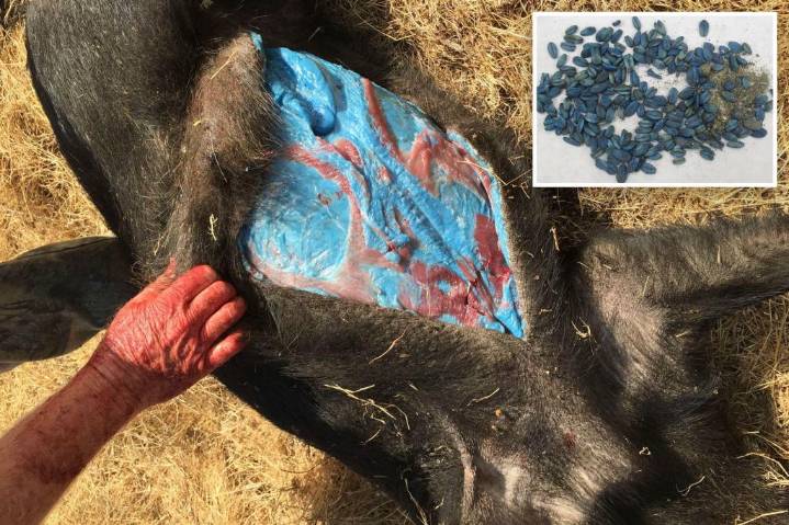 California pigs get 'bright blue' skin after exposure to pesticides: officials