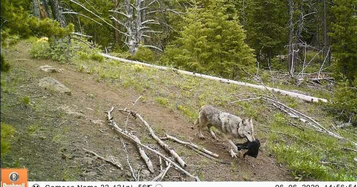 Yellowstone-area wolves observed moving pups to follow elk — upending scientific assumptions