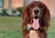 Meet Seamus, N.J. police department’s first therapy dog