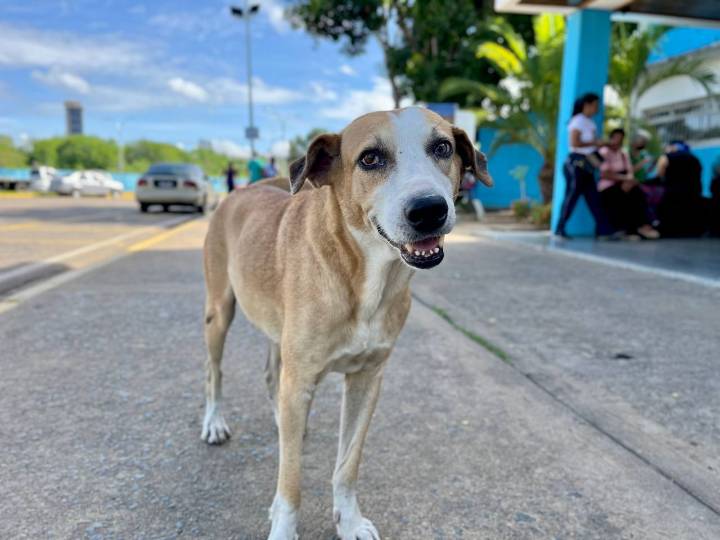Refugio acogió ocho perros heridos por atropellos durante agosto