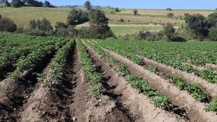 Empresas erosionan tierras del Nevado de Toluca por cultivos de papa