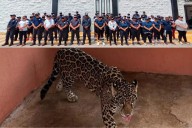 Un jaguar y 59 policías son asegurados en Chiapas