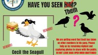 Officials warn Connecticut beachgoers about sneaky seagull named Cecil