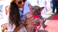 World's Ugliest Dog Contest winner, Petunia, ‘feeling great' after victory: Exclusive