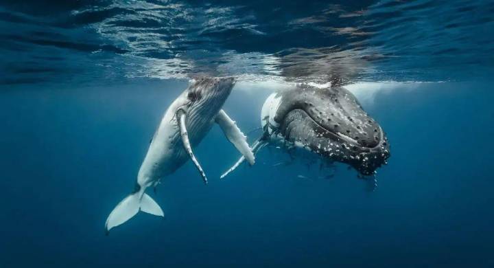 El avistamiento de ballenas ha sido uno de los planes turísticos más atractivos, pero las malas prácticas han dejado varias denuncias