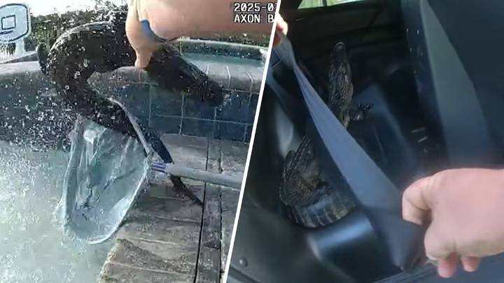 Video shows Florida deputy pulling angry gator out of pool