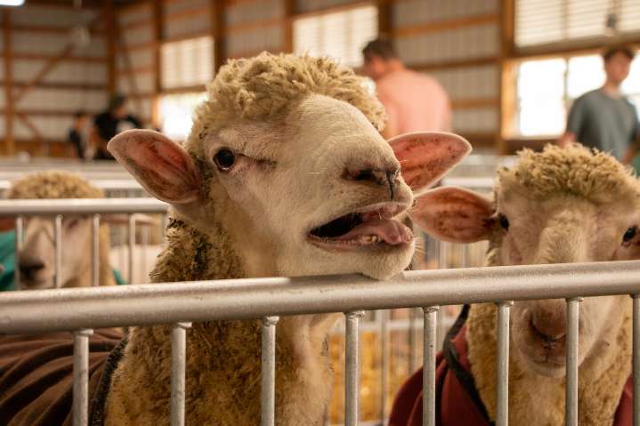 Demolition derbies, extreme stunts highlight this year’s Three County Fair