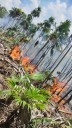 Incendio en ‘La Ensenada’ de Holbox consume hectáreas de flora y fauna local