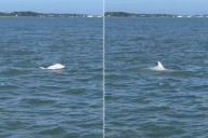 Rare Albino Dolphin Spotted Swimming Off the Coast of Virginia: Watch