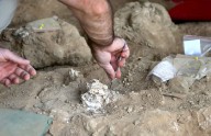 1.8M-Year-Old Jawbone Discovered at Site Smaller Than 2 Parking Spaces