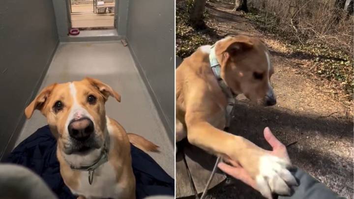 After Years Of Disappointments, This Loyal Shelter Dog From New York Still Waits For His Forever Family