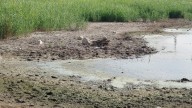 Preocupación por el estado de la Laguna de Pétrola en la provincia de Albacete