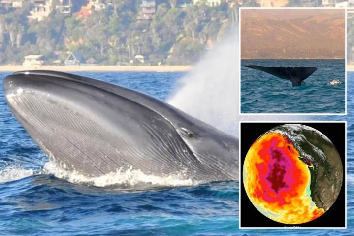 Blue whales going silent off coast of California alarming scientists with greater ecosystem danger